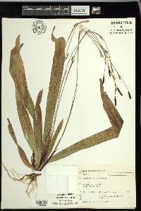 Carex plantaginea image