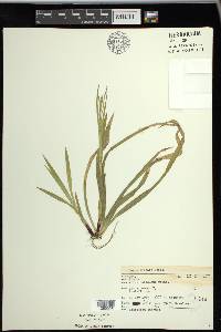 Carex arctata image