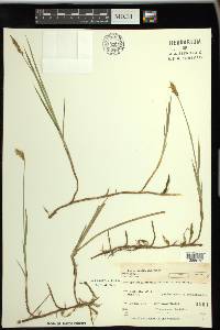 Carex foenea image