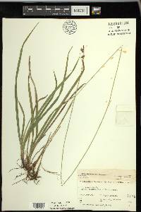 Carex castanea image