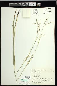 Carex arctata image