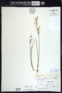 Juncus alpinoarticulatus image