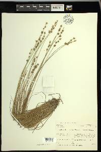 Carex echinata image