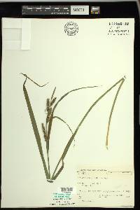 Carex scabrata image