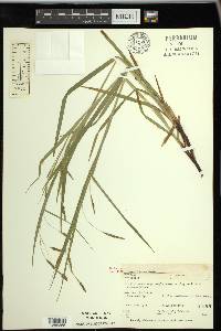 Carex formosa image