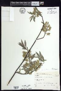 Salix petiolaris image