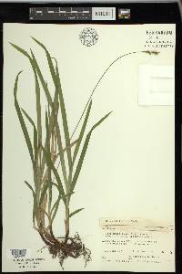 Carex hirtifolia image