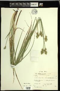 Carex cumulata image