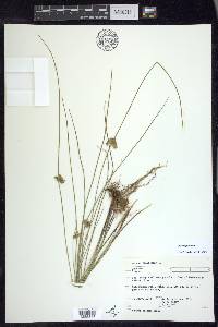 Juncus filiformis image