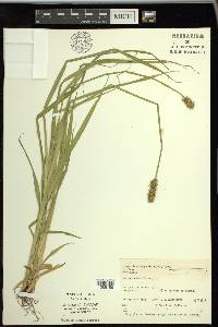 Carex laevivaginata image