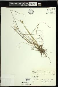 Carex viridula image