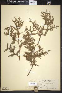 Thuja occidentalis image