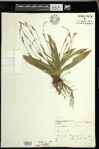 Carex platyphylla image