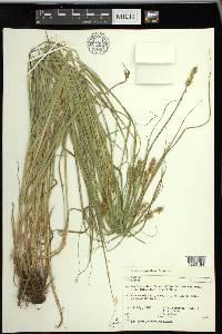 Carex alopecoidea image