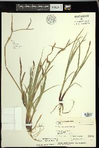 Carex houghtoniana image