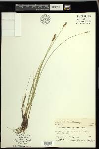 Carex sterilis image