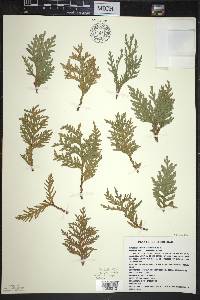 Thuja occidentalis image