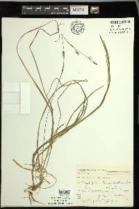 Carex vaginata image