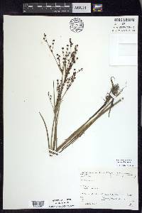 Juncus brachycephalus image