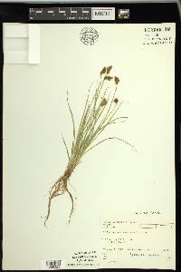 Carex crawfordii image