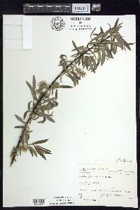 Salix petiolaris image