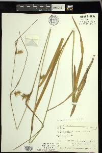 Carex folliculata image