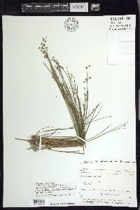 Juncus alpinoarticulatus image