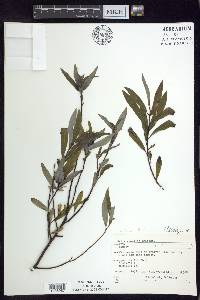 Salix petiolaris image