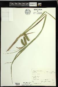 Carex comosa image