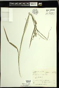 Carex scabrata image