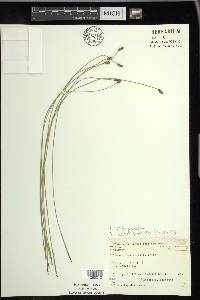 Eleocharis erythropoda image