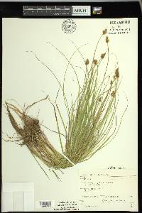 Carex bebbii image