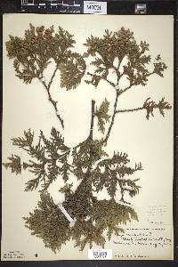 Thuja occidentalis image