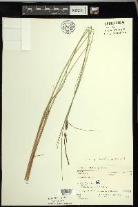 Carex lasiocarpa image