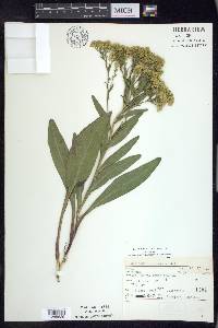 Solidago ohioensis image