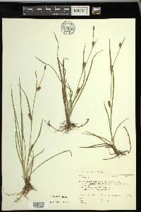 Carex crawei image