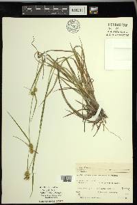 Carex flava image