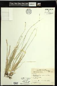 Carex deweyana image