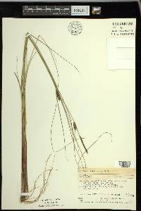 Carex lasiocarpa image