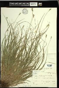 Carex spicata image