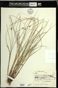 Carex oligosperma image