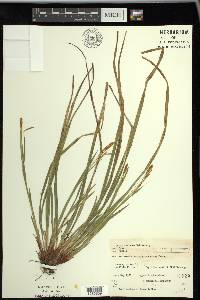 Carex castanea image