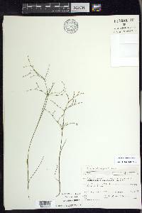 Juncus pelocarpus image