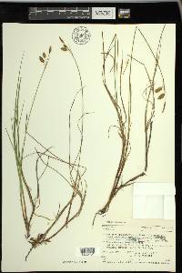 Carex limosa image