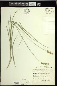 Carex merritt-fernaldii image