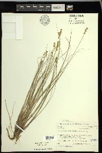 Carex echinata image