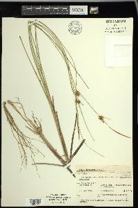 Carex oligosperma image