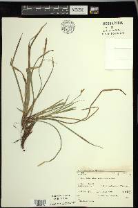 Carex pedunculata image