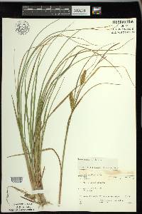 Carex rostrata image