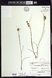 Juncus nodosus image